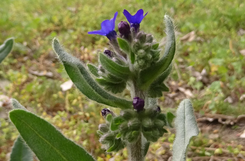 Anchusa officinalis - Boraginaceae